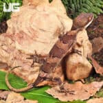 Giant Bent Toed Geckos For Sale - Underground Reptiles