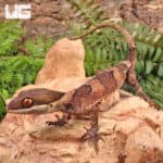 Giant Bent Toed Geckos For Sale - Underground Reptiles