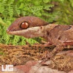 Giant Bent Toed Geckos For Sale - Underground Reptiles