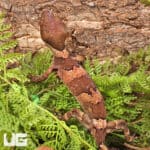 Giant Bent Toed Geckos For Sale - Underground Reptiles