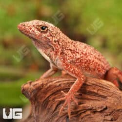 Gold Dust Cherry Anoles For Sale - Underground Reptiles