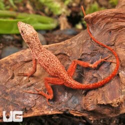 Gold Dust Cherry Anoles For Sale - Underground Reptiles