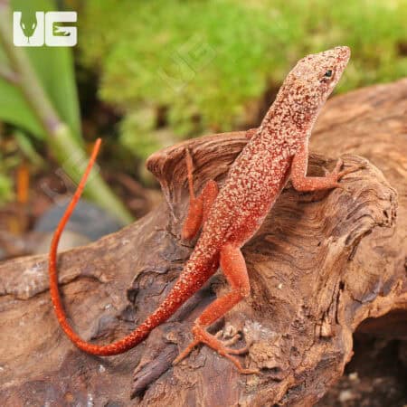 Gold Dust Cherry Anoles For Sale - Underground Reptiles