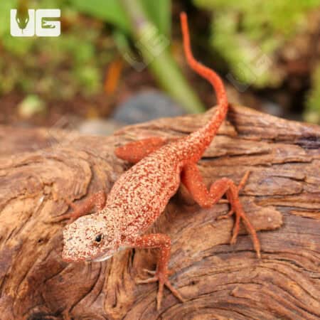 Gold Dust Cherry Anoles For Sale - Underground Reptiles