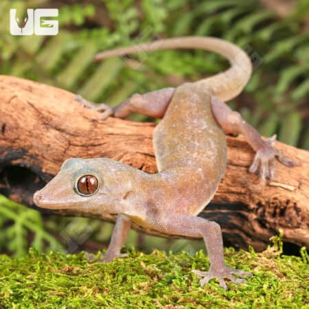 Golden Geckos For Sale - Underground Reptiles