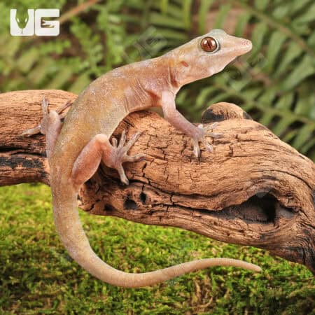 Golden Geckos For Sale - Underground Reptiles