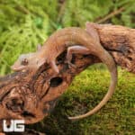 Golden Geckos For Sale - Underground Reptiles