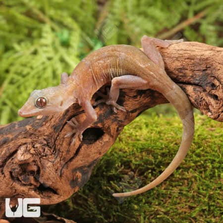 Golden Geckos For Sale - Underground Reptiles