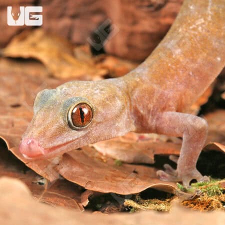 Golden Geckos For Sale - Underground Reptiles