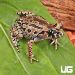 Hasselt's Litter Frog (Leptobrachium hasseltii) For Sale - Underground Reptiles