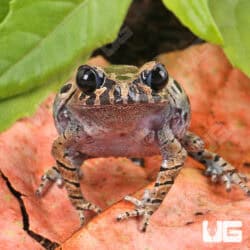 Hasselt's Litter Frog (Leptobrachium hasseltii) For Sale - Underground Reptiles