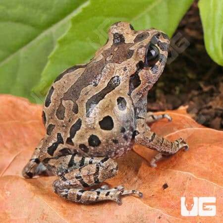 Hasselt's Litter Frog (Leptobrachium hasseltii) For Sale - Underground Reptiles