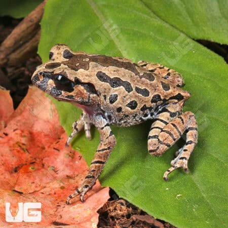 Hasselt's Litter Frog (Leptobrachium hasseltii) For Sale - Underground Reptiles