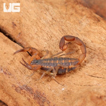 Hentz Bark Scorpion For Sale - Underground Reptiles