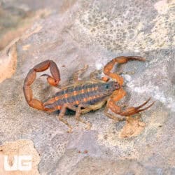 Hentz Bark Scorpion For Sale - Underground Reptiles