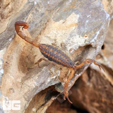 Hentz Bark Scorpion For Sale - Underground Reptiles