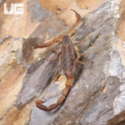 Hentz Bark Scorpion For Sale - Underground Reptiles