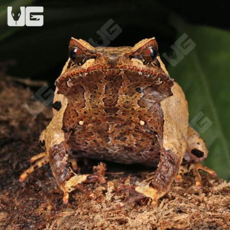Javan Horned Frog (Megophrys montana) for sale - Underground Reptiles