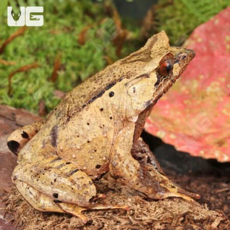 Javan Horned Frog (Megophrys montana) for sale - Underground Reptiles