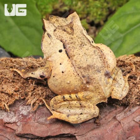 Javan Horned Frog (Megophrys montana) for sale - Underground Reptiles