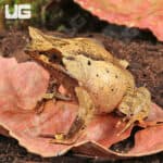 Javan Horned Frog (Megophrys montana) for sale - Underground Reptiles