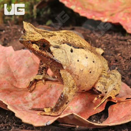 Javan Horned Frog (Megophrys montana) for sale - Underground Reptiles