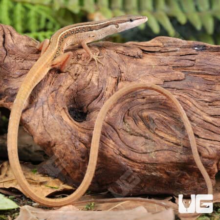 Long Tailed Grass Lizards For Sale - Underground Reptiles