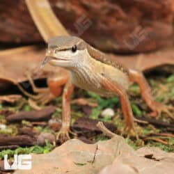 Long Tailed Grass Lizards For Sale - Underground Reptiles