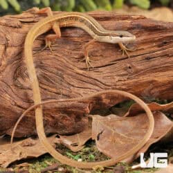 Long Tailed Grass Lizards For Sale - Underground Reptiles