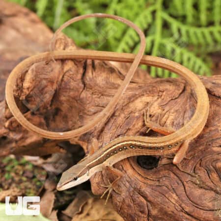 Long Tailed Grass Lizards For Sale - Underground Reptiles