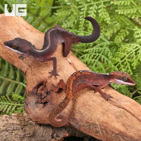 Malaysian Cat Eye Geckos For Sale - Underground Reptiles