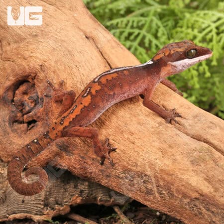 Malaysian Cat Eye Geckos For Sale - Underground Reptiles