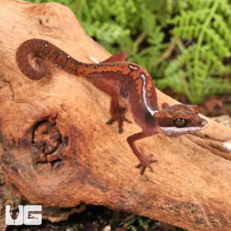 Malaysian Cat Eye Geckos For Sale - Underground Reptiles