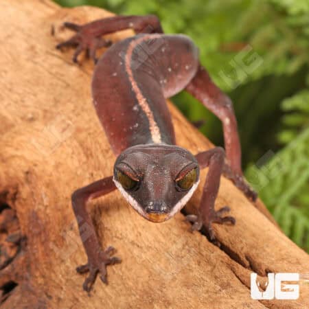 Malaysian Cat Eye Geckos For Sale - Underground Reptiles