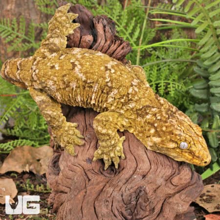 Male Pine Island Leachianus Geckos For Sale - Underground Reptiles