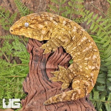 Male Pine Island Leachianus Geckos For Sale - Underground Reptiles