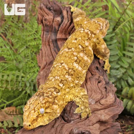 Male Pine Island Leachianus Geckos For Sale - Underground Reptiles