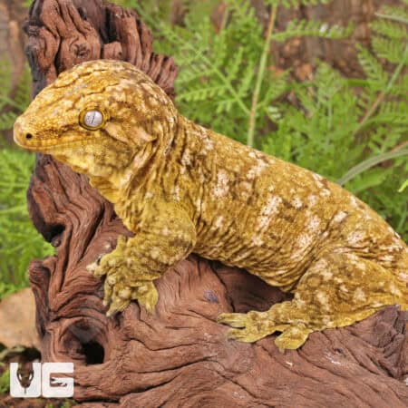 Male Pine Island Leachianus Geckos For Sale - Underground Reptiles