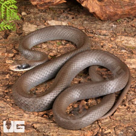 Masked Racers for sale - Underground Reptiles