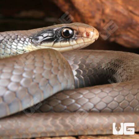 Masked Racers for sale - Underground Reptiles