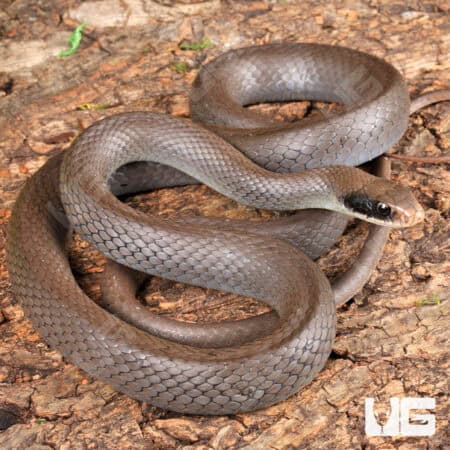 Masked Racers for sale - Underground Reptiles