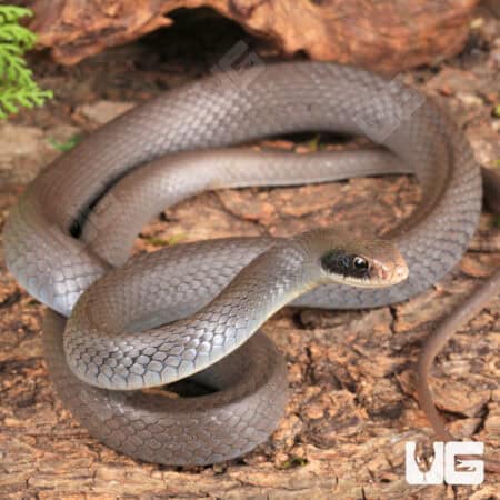 Masked Racers for sale - Underground Reptiles