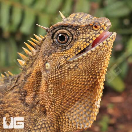 Mountain Horned Lizards For Sale - Underground Reptiles