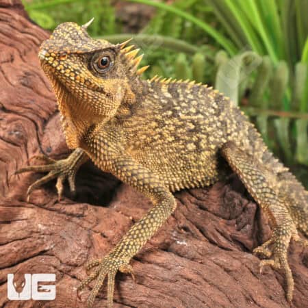 Mountain Horned Lizards For Sale - Underground Reptiles