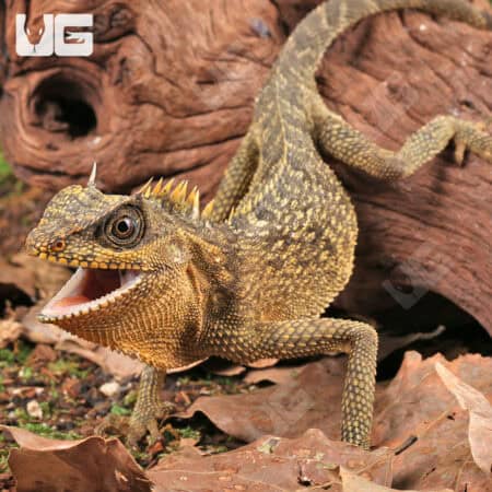 Mountain Horned Lizards For Sale - Underground Reptiles