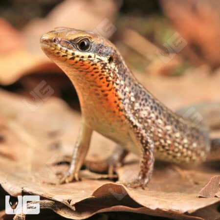 Orange Throated Skinks For Sale - Underground Reptiles