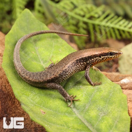Orange Throated Skinks For Sale - Underground Reptiles