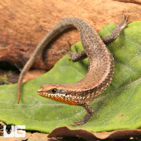 Orange Throated Skinks For Sale - Underground Reptiles