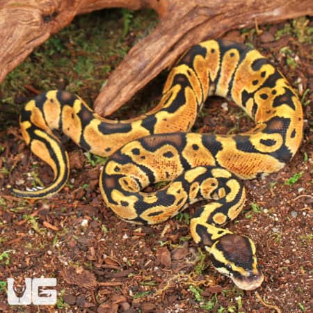 Baby Pastel Ball Python For Sale - Underground Reptiles