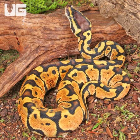 Baby Pastel Ball Python For Sale - Underground Reptiles
